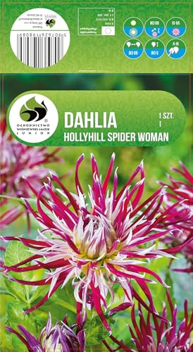 AGRONOM | DALIAS - HOLLYHILL SPIDER W | Bulbos de flores perennes | Flores multicolores | Cultivadas en jardines de flores, macetas y céspedes floridos | 1 bulbo