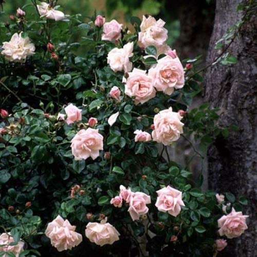 3 x New Dawn (Rosa rampicanti/Rambler) | Acquista 3 / Paga 2 (Pianta rampicante - Pianta adulta) - Muri e recinzioni, Pergola, Balconi e terrazze | ClematisOnline
