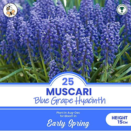 20 x Muscari Blue Grape Hyacinth – Recipient of RHS Garden Merit Award - Perennial Bulbs Blooms Mid-Spring - Fragrant & Graceful Blue Flowers - for Your Beautiful Garden