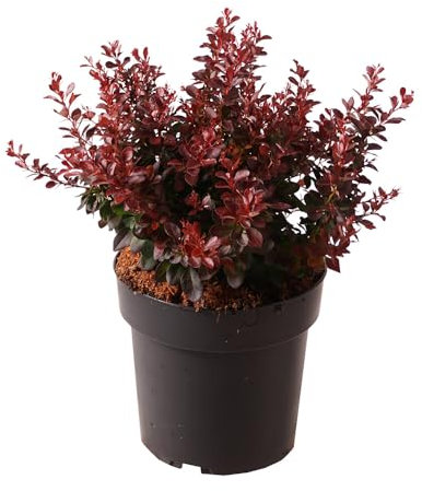 Berberis, Dunkle Berberitze, Atropurpurea Nana, rote Blätter, kompakt, Zierstrauch, pflegeleicht, winterhart, Gartenpflanze, Heckenpflanze, dekorativ