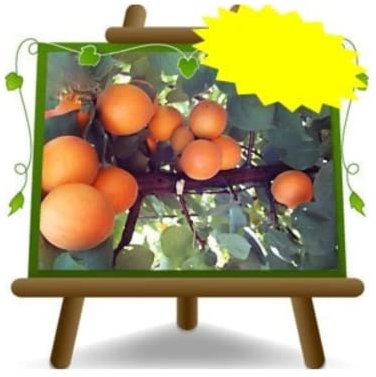 Abricotier Paradis Arbre fruitier Hauteur: 180~200 cm Âge: 4 années Pot: 26 cm