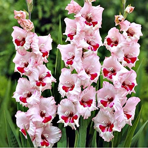 Gladiolus Large Flowers – Enchanting Blooms – Perennial – Summer Flowering Bulbs – for Your Beautiful Garden (10 x Gladiolus Large Flowering Wine and Roses)