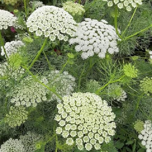 semillas Orlaya Grandiflora - decoración prado de silvestres, siembra de otoño, perenne jardín interior silvestres balcón parterre bonsái jardín 350pcs