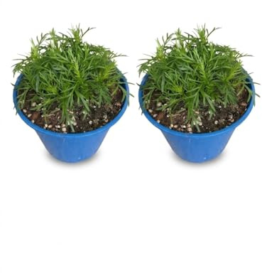 Pianta di Tagete Filifolia su vaso cm 14 in confezione da 2 piante MODIPITRE