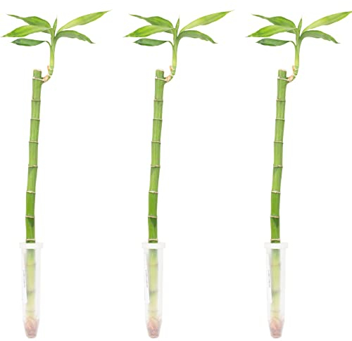 Lucky Bamboo Lot de 3 bambous droits Hauteur env. 50 cm Diamètre du pot 5 cm