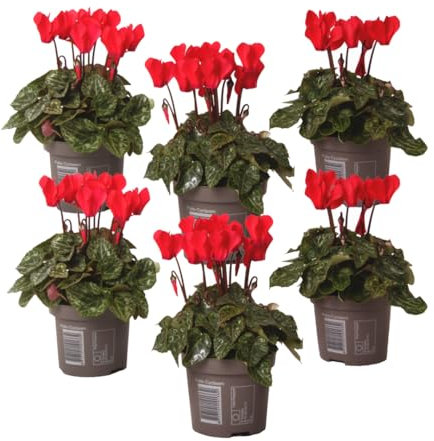 Plant in a Box - Cyclamen de Perse - Set de 6 - Cyclamen persicum 'Winfall Scarlet' - Hauteur 10-20cm - Pot 9cm - Plante fleurie pour l’automne et l’hiver – Facile d’entretien et décorative