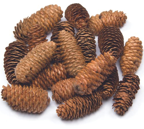 Baker Ross AF922 Long Pine Cones Value Pack — Ideal for Kids' Arts and Crafts, Christmas, Sensory Stimulation, and More (Pack of 20), Natural, 250g
