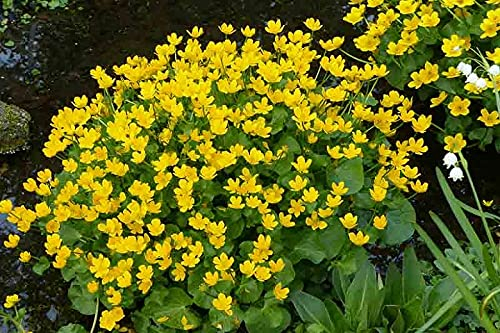 Carbeth Plants Pond Plants for Small Ponds - 1 X 9cm Pot Caltha Palustris Marsh Marigold - Live Marginal Ponds Plant - Low Maintenance Perennial Outdoor Pond Plant