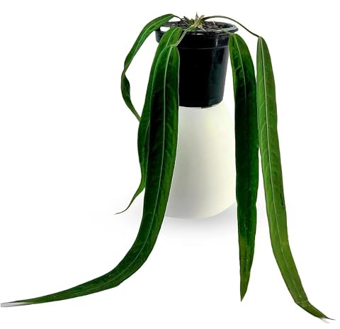 LEAL PLANTS ECUADOR Anthurium Pallidiflorum Live Plants| Green Live House Plant for Indoors|Rare and Exotic Indoor Plants for Living Room|Anthuriums Live Plants |Pallidiflorum Live Heart Plant