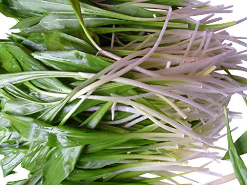 Echter Wald Bärlauch -Allium ursinum- 50 Samen Selten