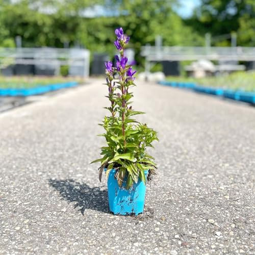 Bio Knäuel-Glockenblume 'Dahurica' violett, Topf 11x 11 cm, 3 Pflanzen