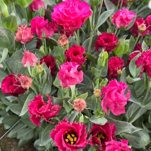 lisianthus silvestres balcón decoración semillas silvestres verdes semillas jardín 100pcs