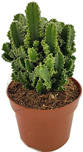 Fangblatt - Cereus peruvianus florida paolina - Felsenkaktus Ø 12 cm Topf, ca. 20 cm hoch - exotischer Kaktus
