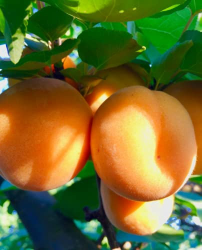 Pianta di Albicocco 'Sungiant' - Precoce - vaso Ø 20 cm - H. 150/180 cm