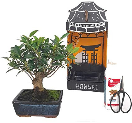 PACK INICIACIÓN BONSAI NATURAL DE INTERIOR DE FICUS RETUSA 5 AÑOS INCLUYE TIJERAS 120MM Y ABONO ECO