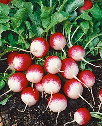 25+ pk Fire and Ice Radish Seed, Sprouting Seeds, Home Garden. - Country Creek LLC