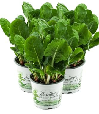 3er Set Mangold Pflanze, Marktfrische Pflanze aus Nachhaltigem Anbau!