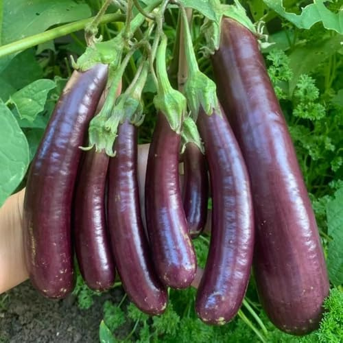 semillas de berenjena de jardin semillas exóticas resistentes, hortalizas en bonsai balcón hortalizas, 300pcs