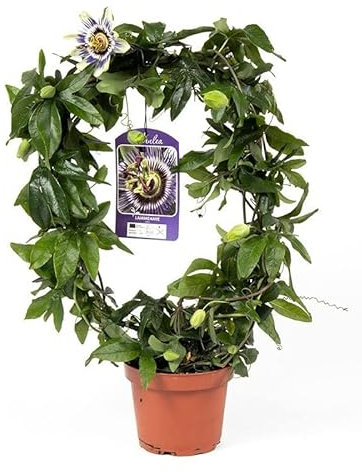 DECOALIVE Planta de Pasionaria Natural Planta Trepadora de Exterior
