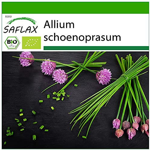 SAFLAX - BIO - Ciboulette - 250 graines - Avec substrat de culture aseptique - Allium schoenoprasum