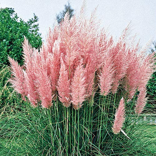 Stauden Gänge 1 x Cortaderia selloana 'Rosea' im 1 Liter Topf (Ziergras/Gräser/Winterhart/Mehrjährig/Immergrün) Rosa Pinkes Pampasgras - Luftige Blütenwolken in sanftem Rosé