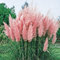Stauden Gänge 1 x Cortaderia selloana 'Rosea' im 1 Liter Topf (Ziergras/Gräser/Winterhart/Mehrjährig/Immergrün) Rosa Pinkes Pampasgras - Luftige Blütenwolken in sanftem Rosé