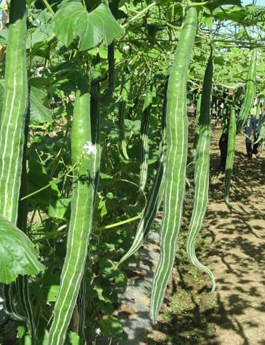 Indian/Asian/Bangladeshi Hybrid Vegetable Seeds/বাংলাদেশী উচ্চফলনশীল হাইব্রিড জাতের বীজ/High Yield Seeds (Snake Gourd 5 Seeds)