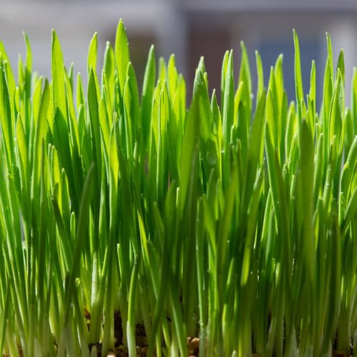 Semillas de pasto para gatos, de interior semillas de jardín, variedades antiguas exóticas resistentes 300pcs