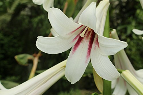 Grow Your Secret Garden Cardiocrinum Giganteum Seeds- Giant Lily