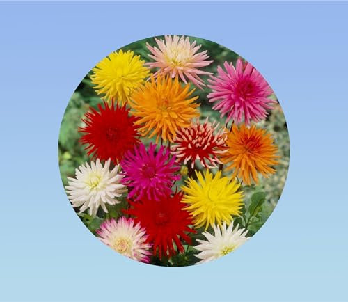 120 graines DAHLIA cactus double MIX - PLANTE VIGOUREUSE