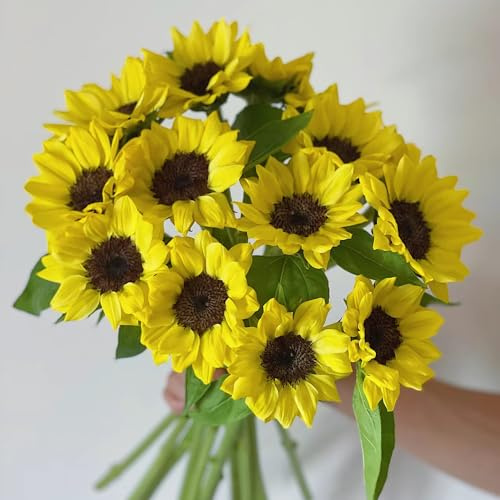 semillas de girasol perennes resistentes - camas elevadas jardín interior 150pcs