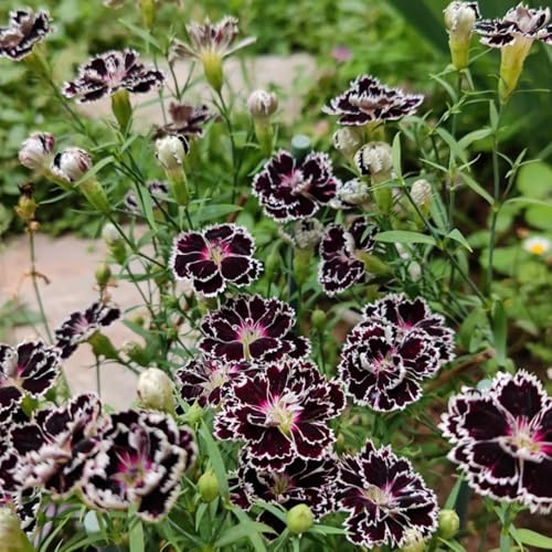 Semillas de Claveles barbudos de clavel de jardín, interior variedades antiguas, decoraciones 400pcs