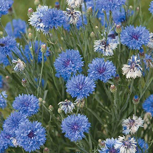 Cornflower Seeds 'Dwarf Blue Midget' Blue-Bottle, Bachelor's Buttons Hardy Annual Summer Flowering Garden Plants Easy to Grow Your Own1 Packet 100 Seeds by Thompson and Morgan