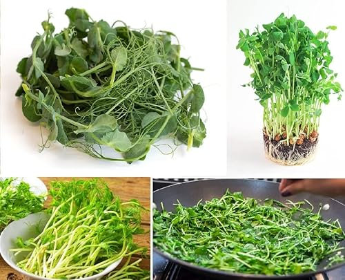 Organic Pea Seeds for Shoots and Sprouts | 100+ peas | Microgreens