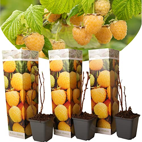 Plant in a Box - Rubus idaeus 'Herbstgold' - 3er Set - Gelbe Himbeerpflanzen - Rubus idaeus - Winterhart - Topf 9cm - Höhe 25-40cm