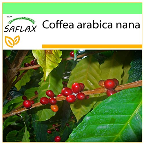SAFLAX - Caféier d'Arabie - 8 graines - Coffea arabica nana