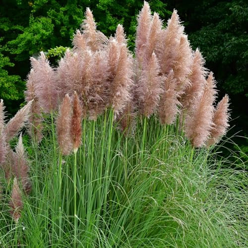 Perfect Plants - Pink Pampas Grass Plant Cortaderia Selloana Rosea in a 17cm Pot Garden Ready Ornamental Grass - Pink Plume