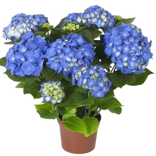 Hydrangea Azul – Hortensia – Planta Natural con Flores Exuberantes Fácil de Cuidar