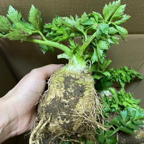 semillas de apio nabo organicas, variedades antiguas, balcón resistentes cobertura del suelo perenne 200pcs