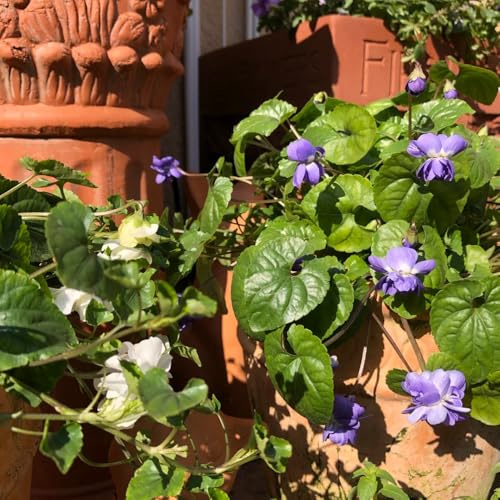 duftveilchen mehrjährig zierblumen für sonnige plätze 125samen
