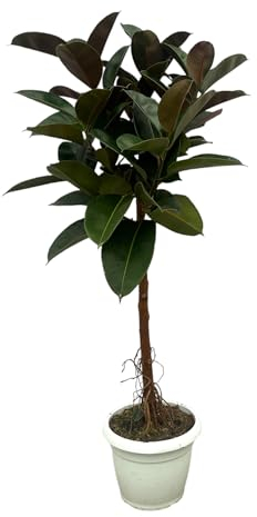 Trendyplants - Ficus Elastica Robusta Stamm - Gummibaum - Höhe 130-150 cm - Topfgröße Ø32cm