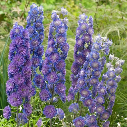 GardenersDream Pianta di Delphinium Highlander Blu in Vaso – Pianta da Giardino Fiorita a Spiga Alta – Perenne Resistente da Esterno per Giardino e Bordure (incl. Vaso 11 cm)