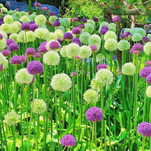 Semi di Allium giganteum, rari Semi di porro gigante, resistenti per il giardino per gli ospiti con semi di perenni 80pcs
