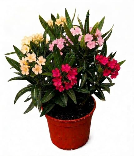 Vivaio di Castelletto Oleandro Tricolor Nerium Oleander a Cespuglio - Fiori Giallo Rosa Corallo - Pianta Sempreverde da Esterno - Vaso Ø14 cm