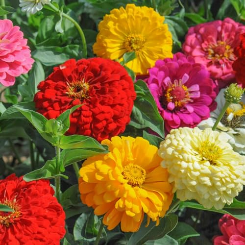 Zinnia Dahlia Flowered Mixed Seeds - Vibrant Candy-Colored Blooms, Easy-to-Grow Annuals for Stunning Gardens and Bouquets - 50 Seeds by Thompson & Morgan