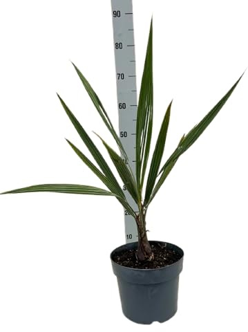 Butia Capitata in Vaso, Pianta Vera da Interno ed Esterno, Verde, 20 cm, Resistente alla Siccità, Bassa Richiesta d'Acqua, Vaso 21, Terriccio per Piante Grasse