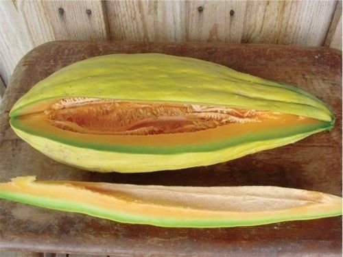 Plátano Melón 20 SEMILLAS RARO CARAMELO Reliquia Cantalupo ALMIZCLE Gran 45.7cm-