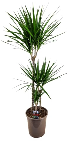 Plant in a Box - Dracaena Marginata - XL Drachenbaum - Grüne Zimmerpflanze - Topf 24cm - Höhe 110-130cm