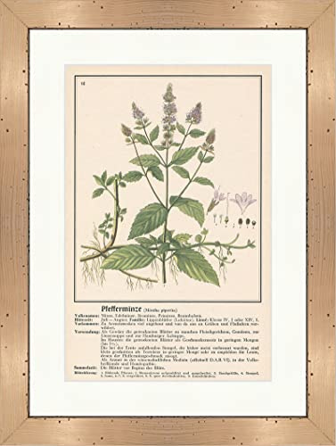 Biller Antik Menta piperita Mentha piperita Piperita Piante medicinali Erbe medicinali 141 Incorniciato