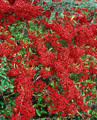 Pyracantha 'Saphyr Rouge' 100–125 cm – Winterhart, Immergrün, Pflegeleicht – Feuerdorn – Heckenpflanze für Garten & Sichtschutz